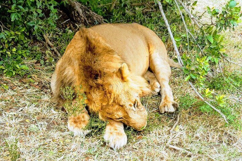 King of the jungle relaxing after feasting