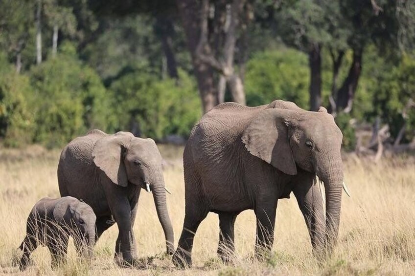 A mum and her calves 