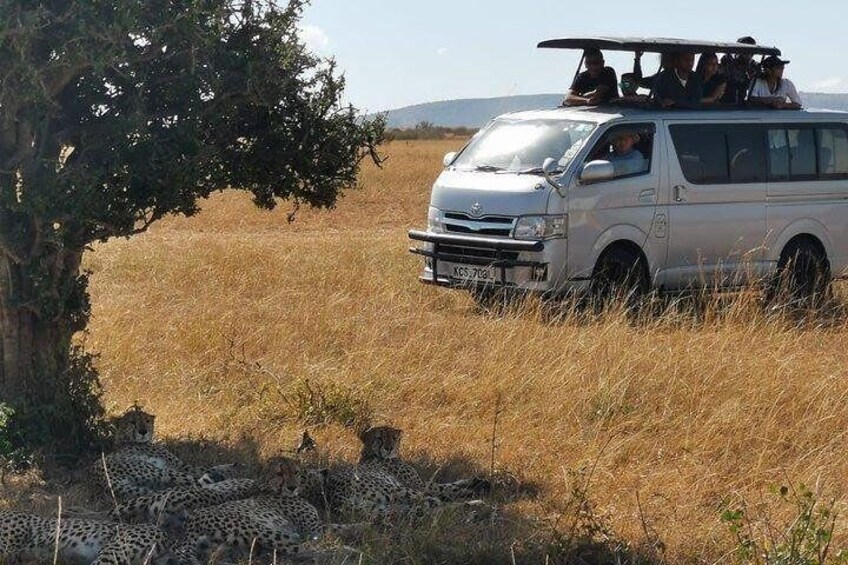 customized safari vehicle with a pop roof for easy viewing 