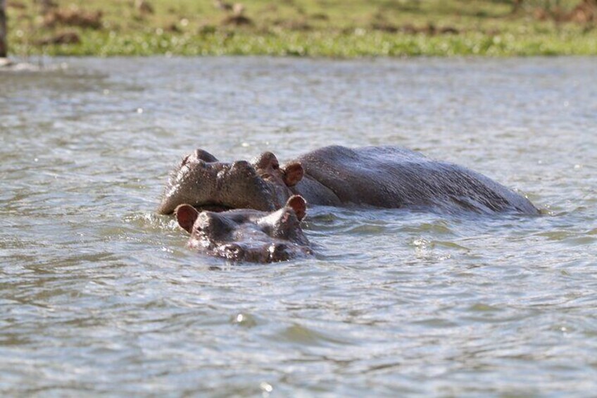 Hippos floating 