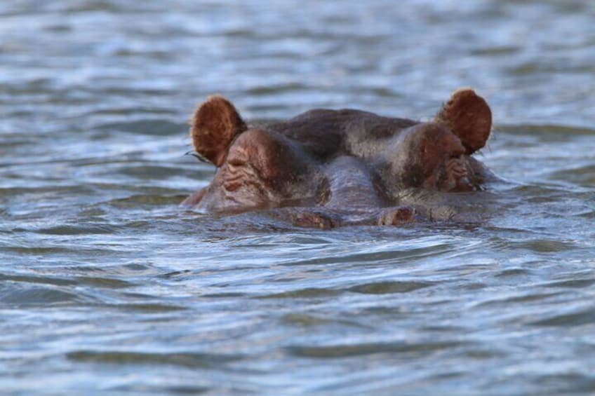 Day tour to Hell's Gate National park and optional Boat ride on lake Naivasha