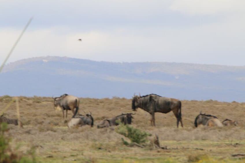 Wildebeest 