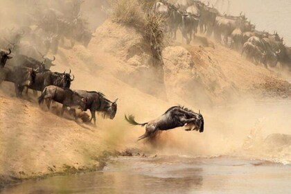 7 days Group Safari Masai Mara Lake Nakuru Hells gate & Amboseli