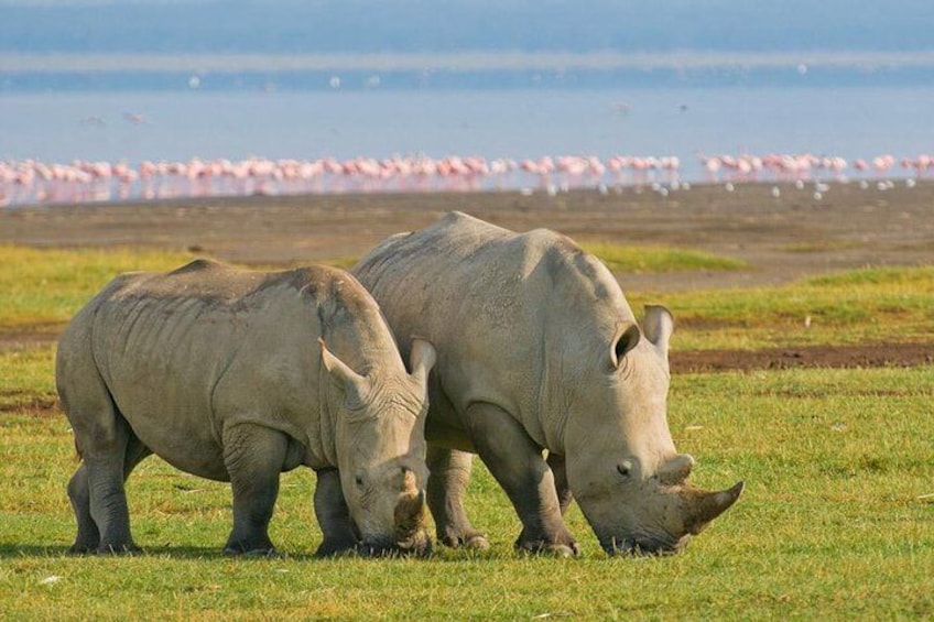 Lakeside guardians: rhinos find respite by the water