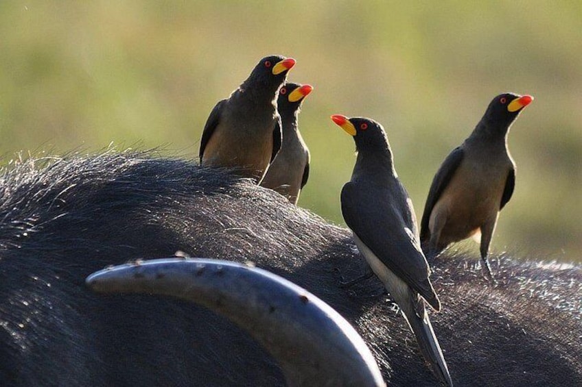 wading on animals