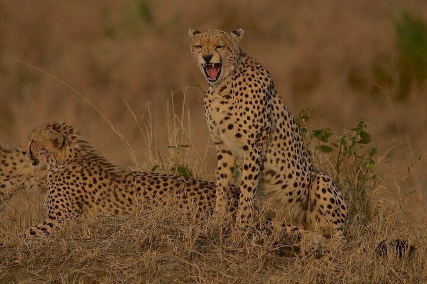 3 days Masai Mara private safari in AA lodge