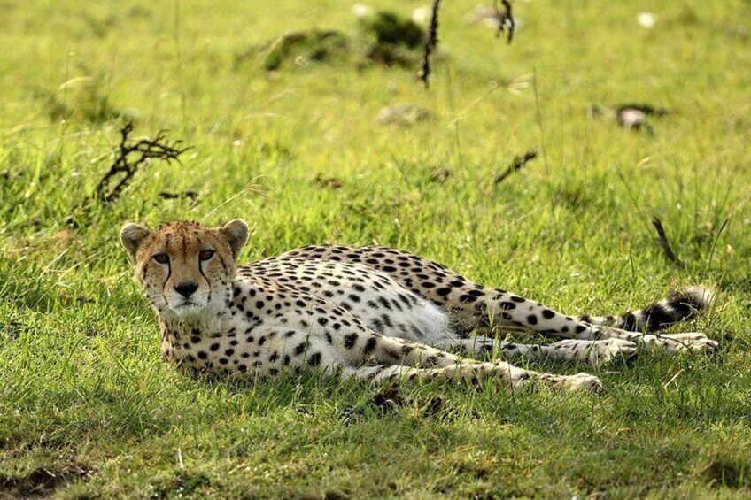 3 days Masai Mara private safari in AA lodge