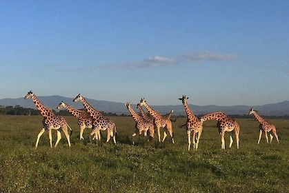 12 days Kenya and Tanzania safari private lodge from Nairobi
