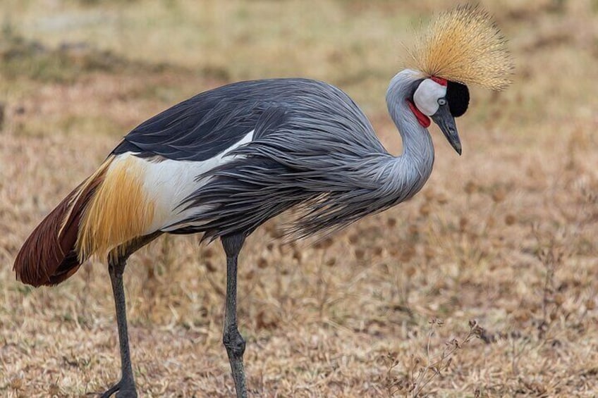 12 days Kenya and Tanzania safari private lodge from Nairobi