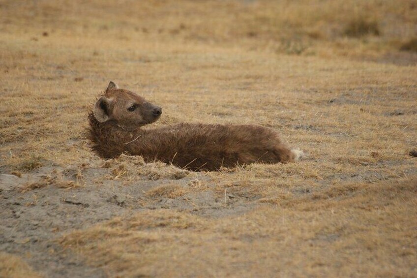 12 days Kenya and Tanzania safari private lodge from Nairobi