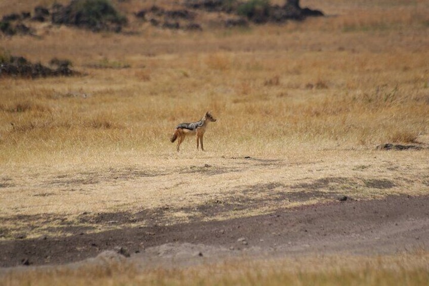 12 days Kenya and Tanzania safari private lodge from Nairobi