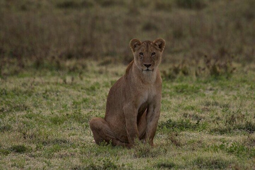 12 days Kenya and Tanzania safari private lodge from Nairobi 