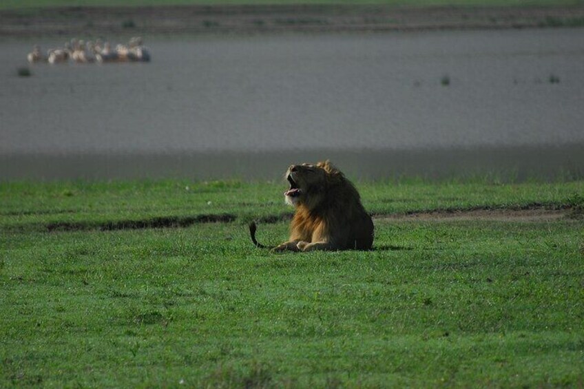 12 days Kenya and Tanzania safari private lodge from Nairobi