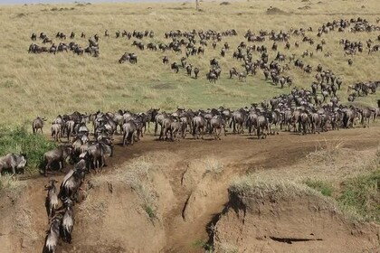 Overnight private Safari to Maasai Mara National Reserve.