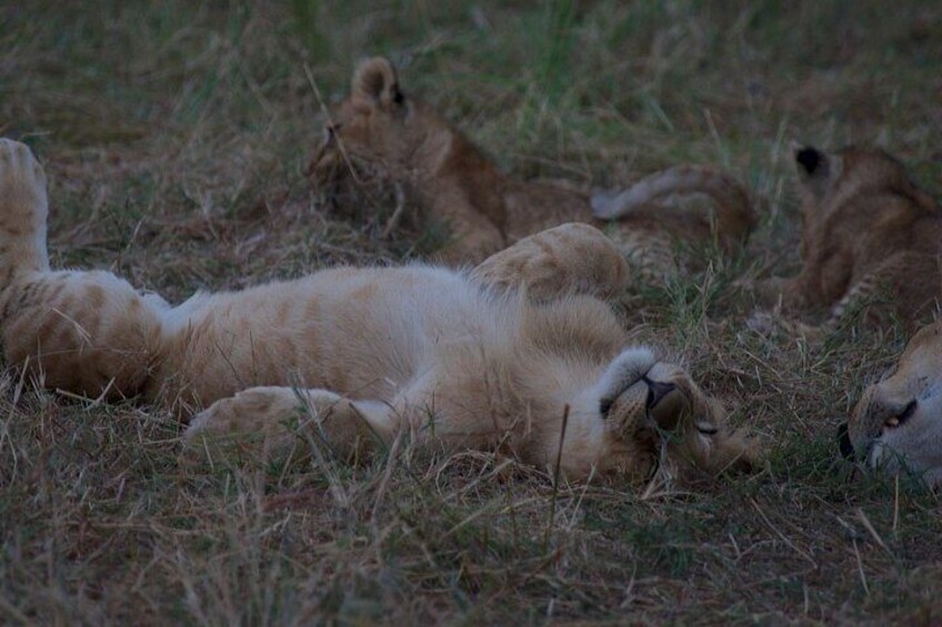 Overnight private Safari to Masai Mara National Reserve.