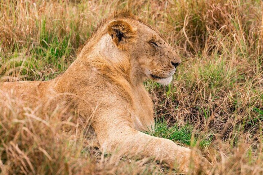 Overnight private Safari to Masai Mara National Reserve.