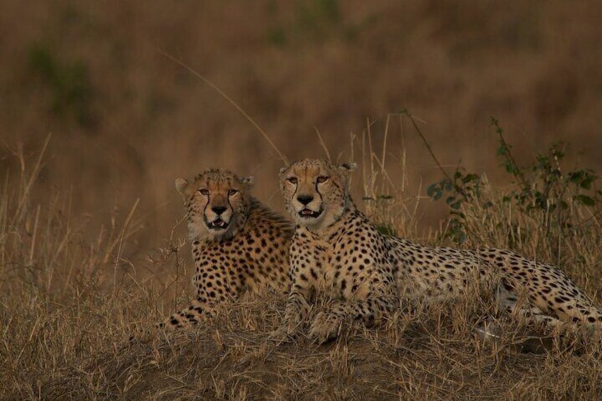 4 Days Group Joining Budget Safari To Masai Mara And Lake Nakuru National Park