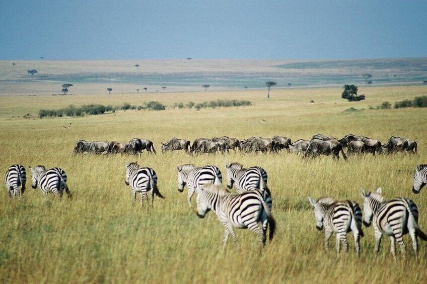 Zebras in the beautiful Mara