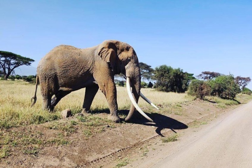 The giant of Amboseli