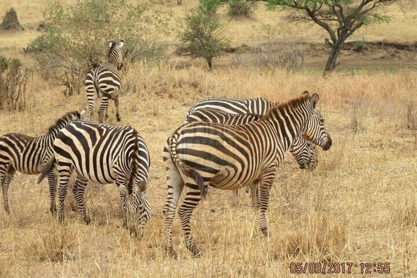 Day Tour to Amboseli National Park