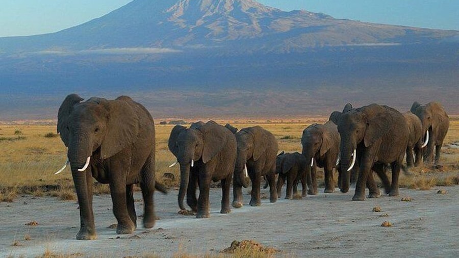 A view of Mount Kilimanjaro