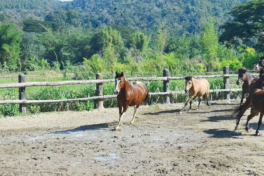Horse Lesson+Riding+Wat Tonkwen.Chiangmai