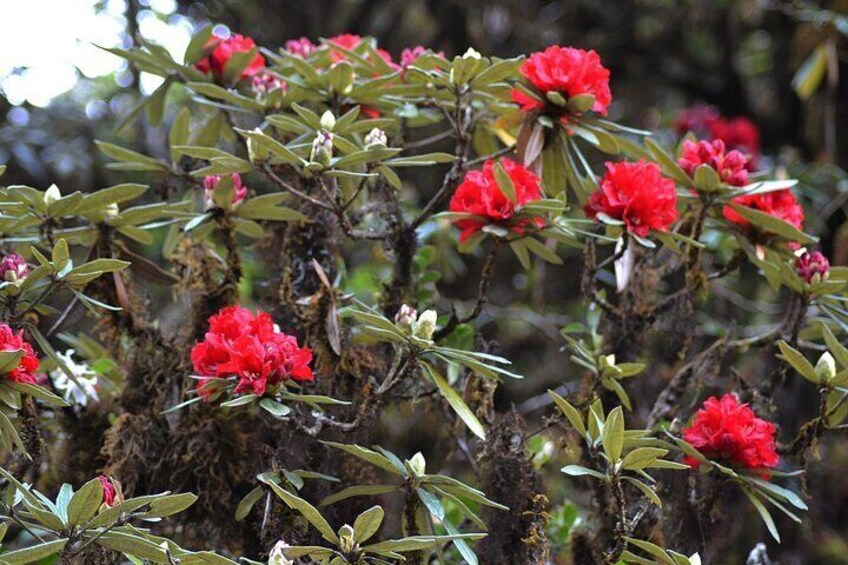 Mount Doi Inthanon National Park Sunrise and Hiking