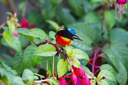 Bird Watching Doi Inthanon