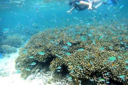 Snorkling vid San Vicente med motorbåt