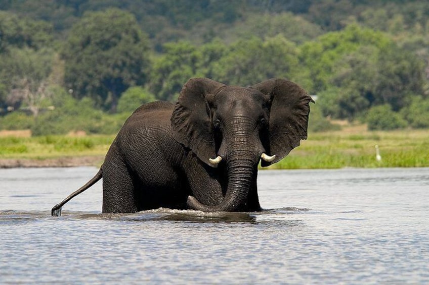 African Elephant in Chobe River