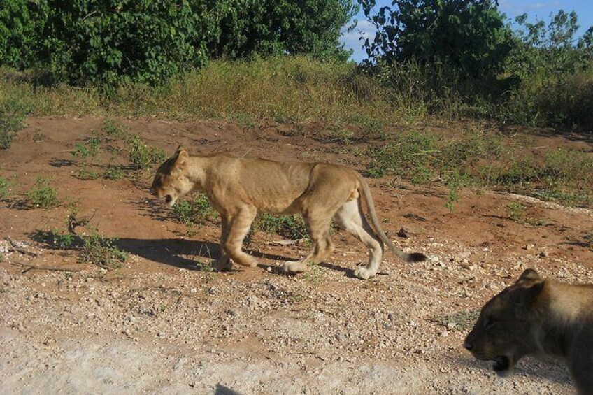 Big 5 Wildlife