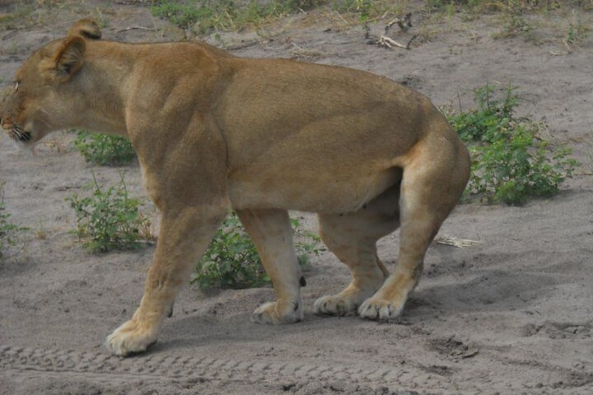 Lion in Chobe Park