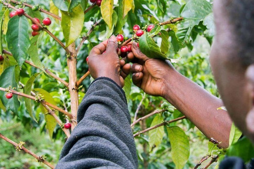 Coffee Picking