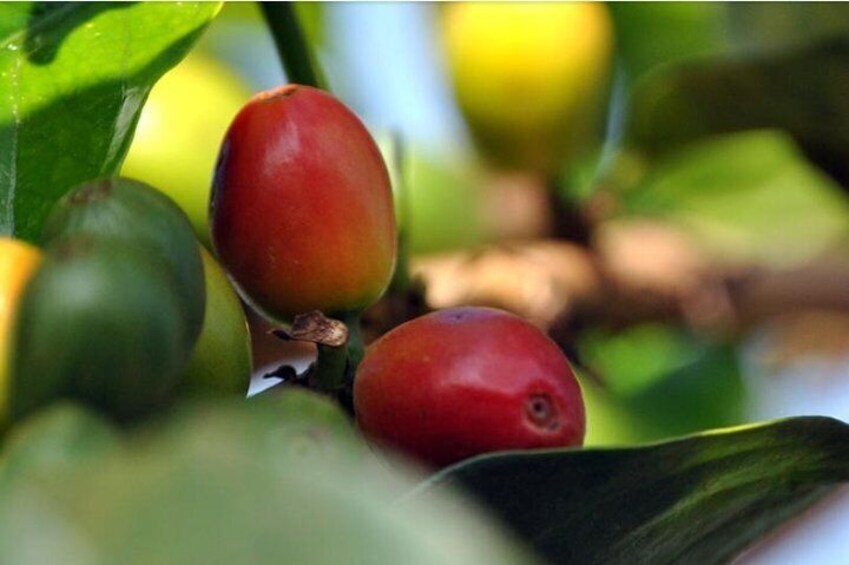 Ripe Coffee
