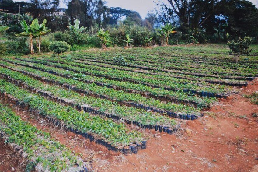 Coffee Seed bed