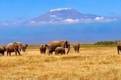 Day Tour to Amboseli National park and Maasai Village Tour