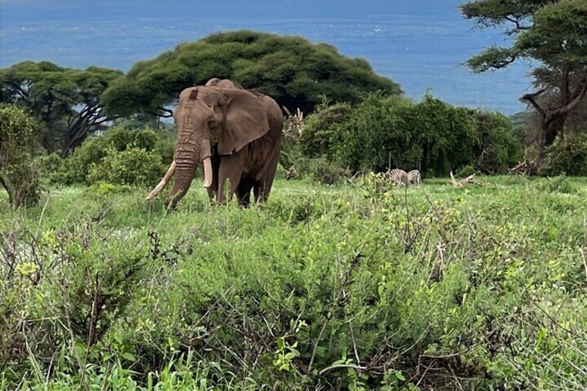 Day Tour to Amboseli National park and Masai Village Tour