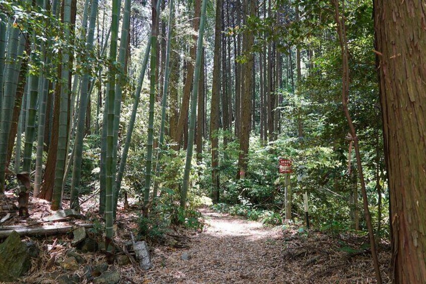 Fushimi Inari Hidden Hiking Tour