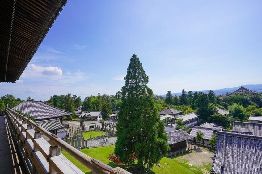 Nara Half Day Trip Walking Tour