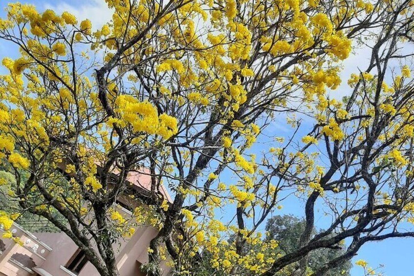 Blooming Tree Peradeniya University