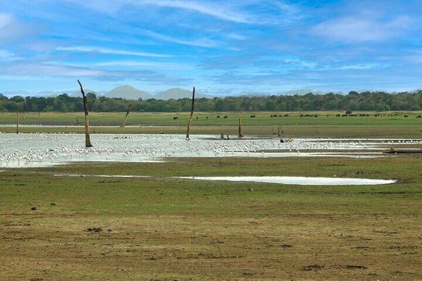 Habarana Lake view 