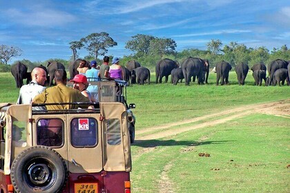 Day Excursions to Minneriya National Park Safari From Colombo