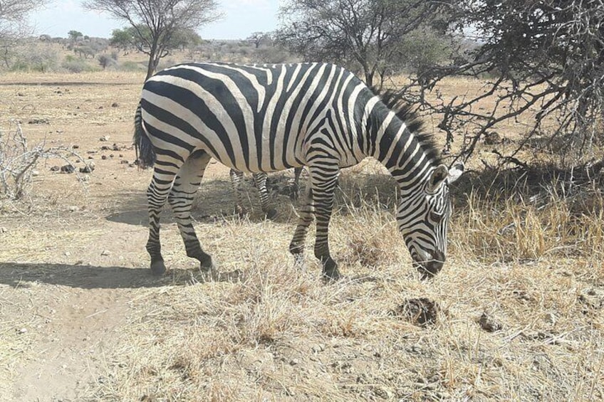 zebra in mikumi