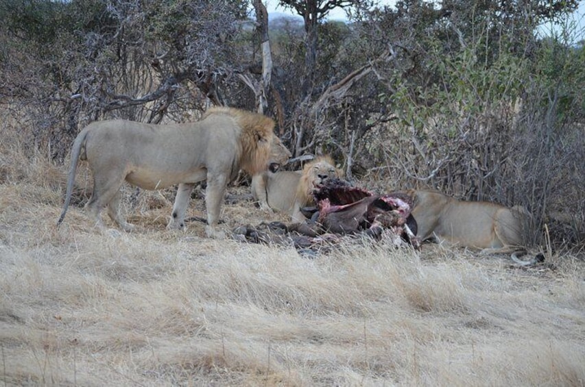 Day Trip to Mikumi National Park from Morogoro