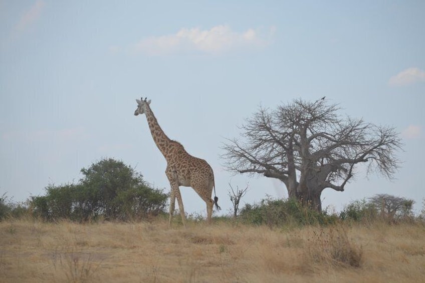 giraffe and baobab