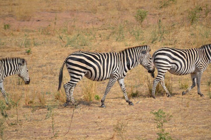 Day Trip to Mikumi National Park from Morogoro