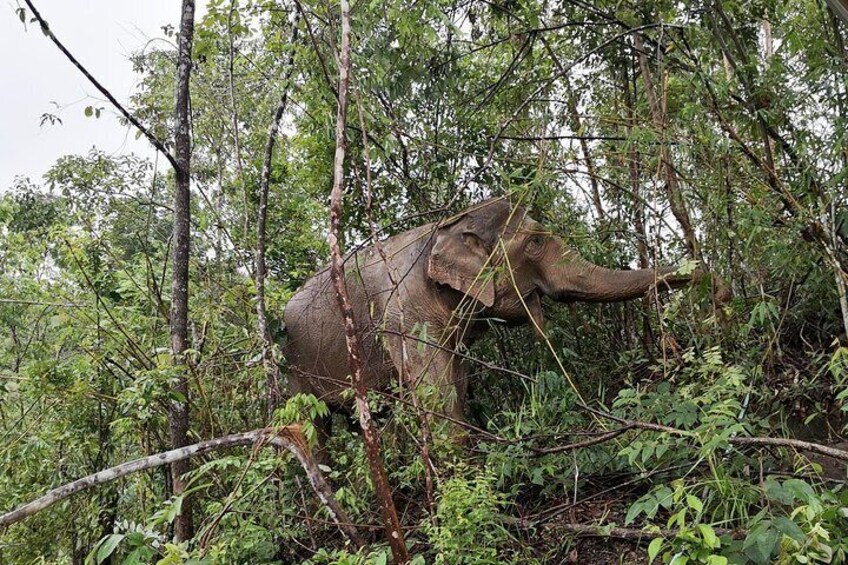 one-day-tour-at-changchill-an-observation-only-truly-elephant