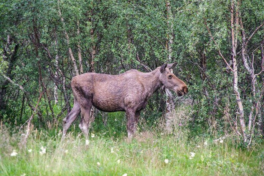 Moose Safari from Bodo, Northern Norway, Meet the Largest Land Animal in Europe