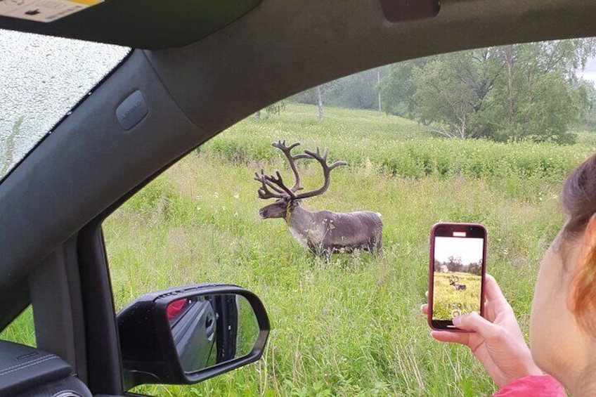 Moose Safari Bodo, Norway, Meet the Largest Land Animal in Europe