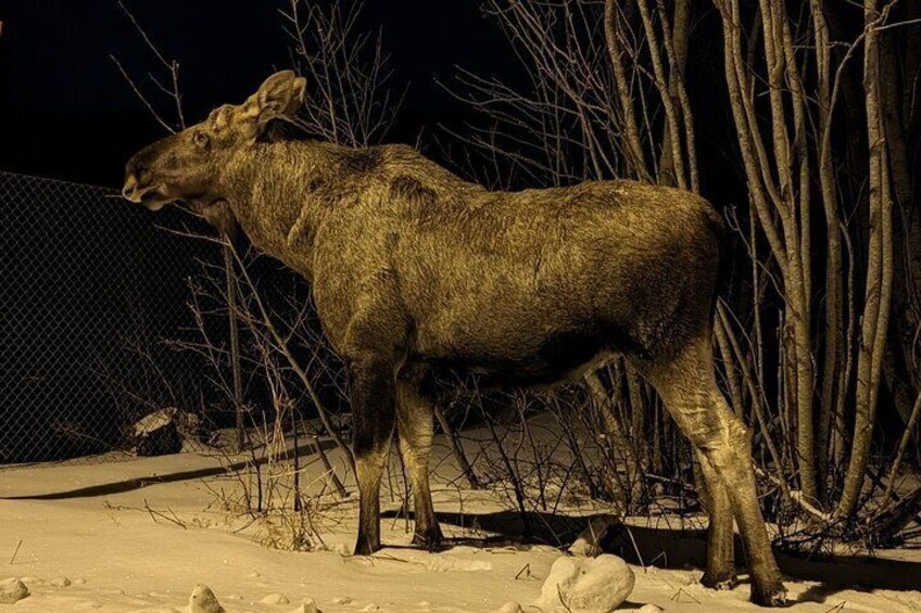 Moose Safari from Bodo, Northern Norway, Meet the Largest Land Animal in Europe